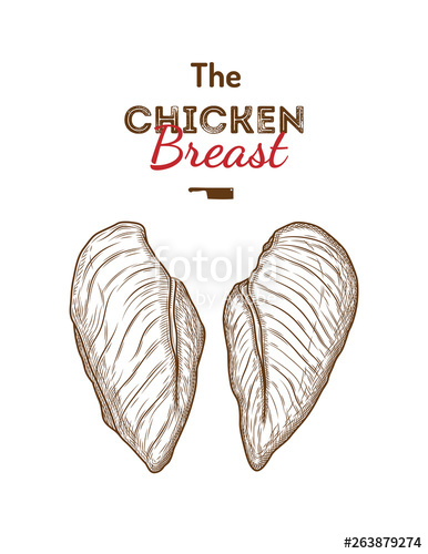 386x500 Chicken Breast Drawing Vector Illustration Stock Image