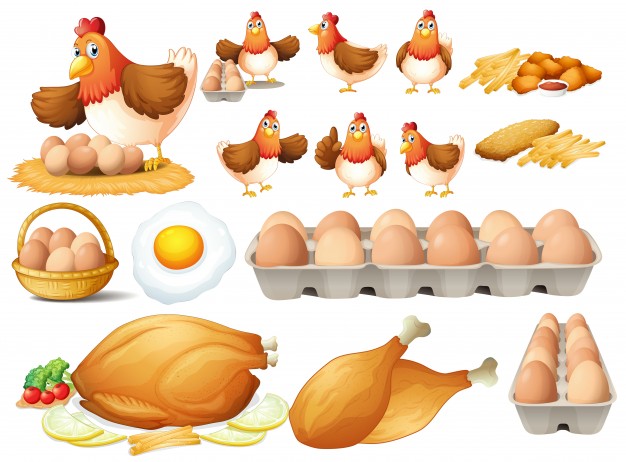 626x462 Chicken Vectors, Photos And Free Download