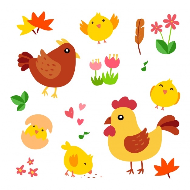 626x626 Chick Vectors, Photos And Free Download
