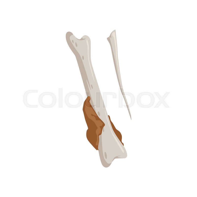 800x800 Eaten Chicken Drumstick Bone, Stock Vector Colourbox