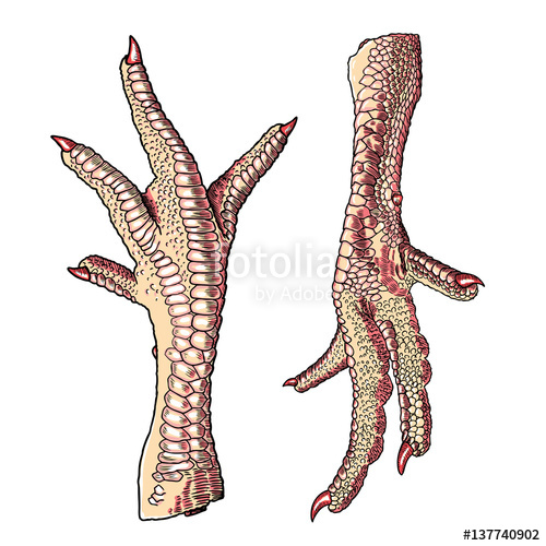 500x500 Chicken Legs For Chinese Plate Asian Cooking, Farm Domestic Bird