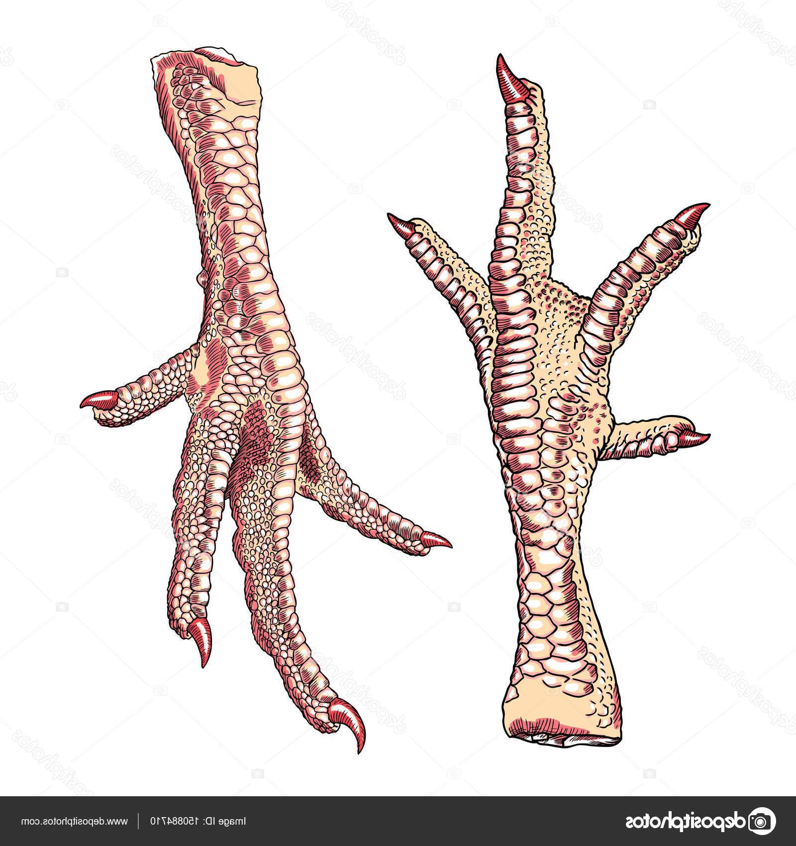 Chicken Feet Vector at Vectorified.com | Collection of Chicken Feet