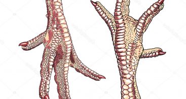 367x195 How Prepare Chicken Feet Vector Archives