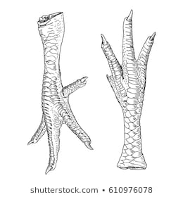 260x280 Huge Collection Of 'chicken Foot Drawing' Download More Than