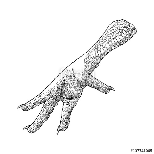 500x500 Chicken, Rooster, Turkey Foot Hand Drawing Engraving Style