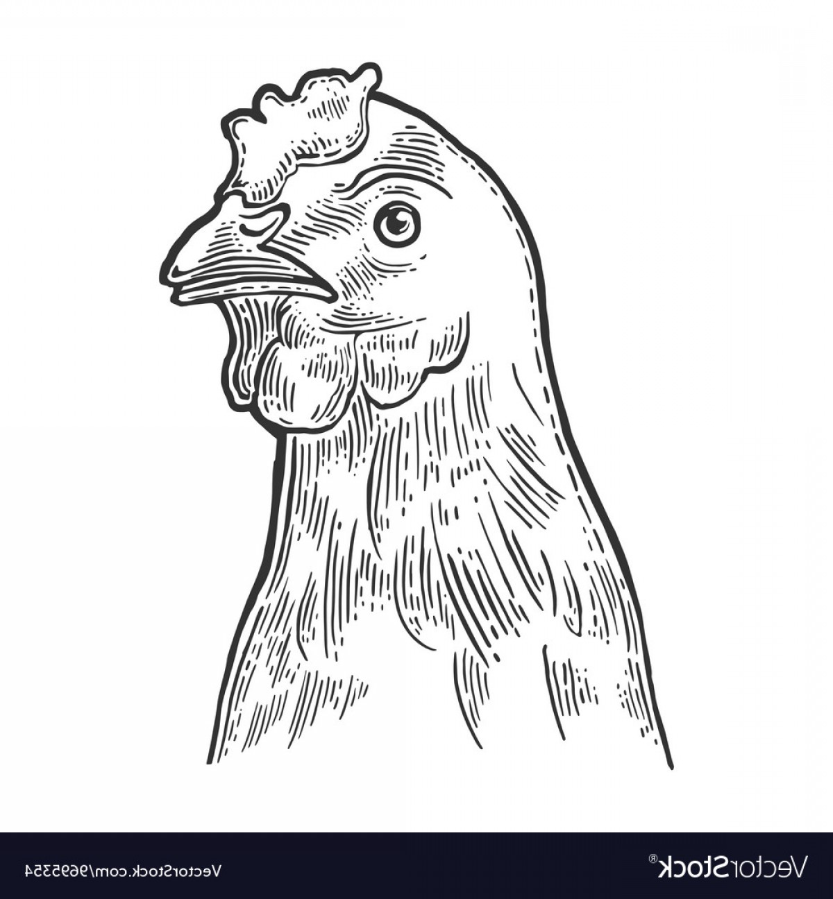 1200x1296 Head Chicken Vintage Engraving Vector Handandbeak