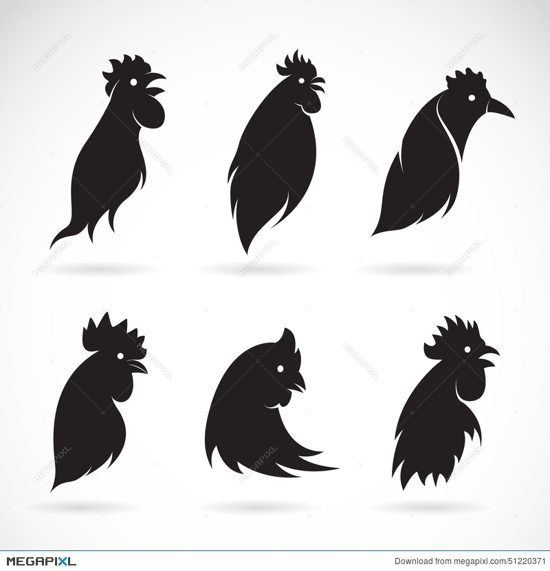 800x830 Vector Image Of An Chicken Head Illustration