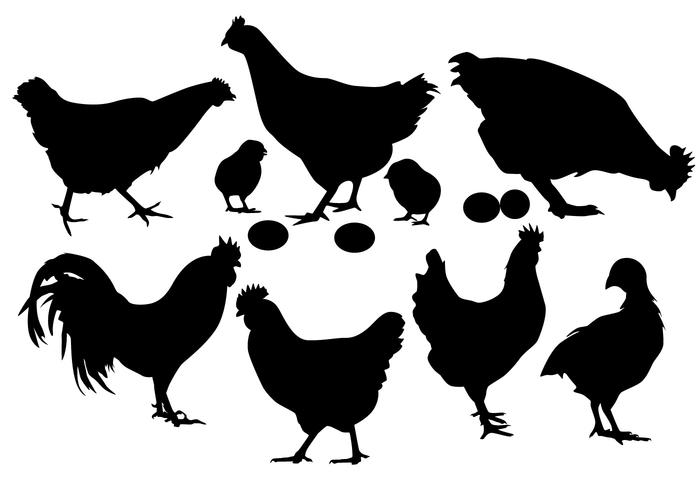 Chicken Free Vector Art 700x490 Chicken Free Vector Art