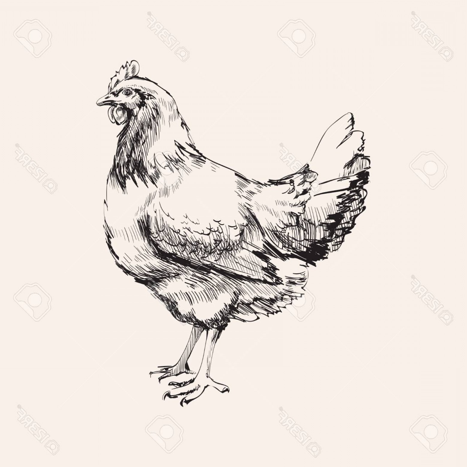 1560x1560 Chicken Vector Illustration Savoyuptown