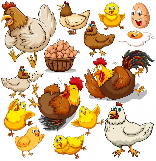 chicken illustration vector free download