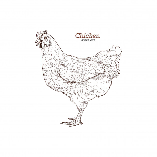 626x626 Chicken Hand Drawn Illustration Vector Premium Download