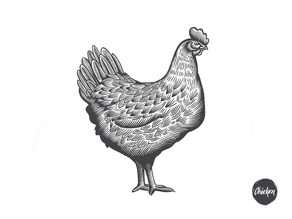978x734 Chicken Illustration In Engraving Style