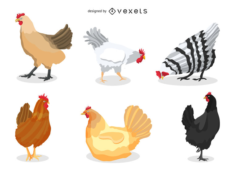 760x570 Chicken Illustration Set