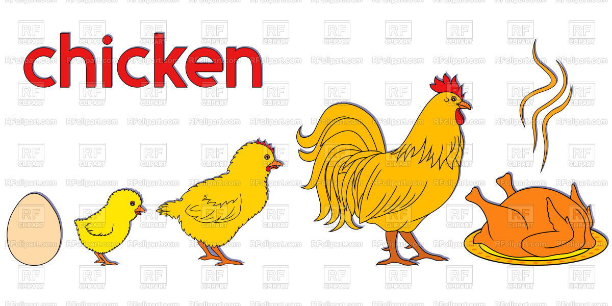 1200x600 Chicken Life Way, Conceptual Vector Image Of Plants And Animals