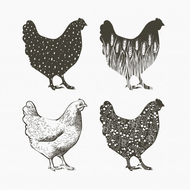 626x626 Chicken Logo Vector Illustration In Vintage Style Vector