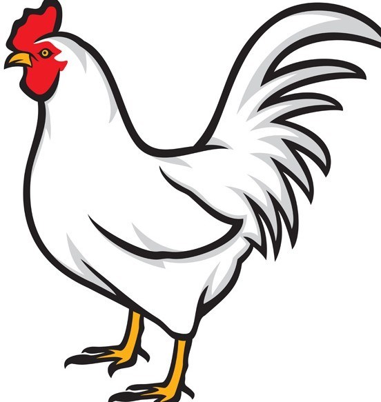552x583 Free Simple Vector Chicken Illustration