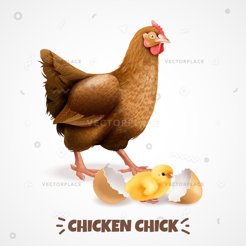 1000x1000 Mother Hen Newly Hatched Chick Eggshell Vector Illustration
