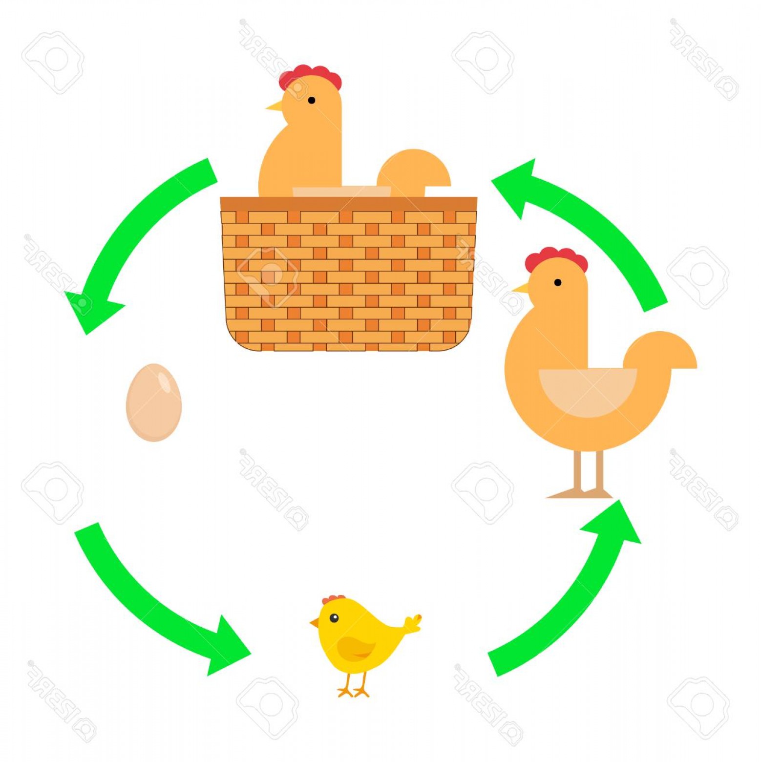 1558x1560 Photostock Vector Egg Chick Chicken The Hen Took The Egg Flat