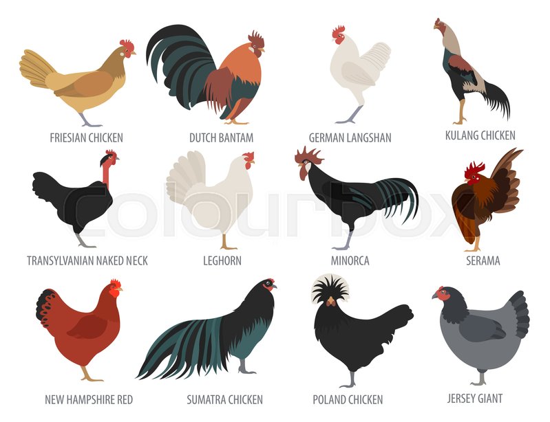 799x614 Poultry Farming Chicken Breeds Icon Stock Vector Colourbox