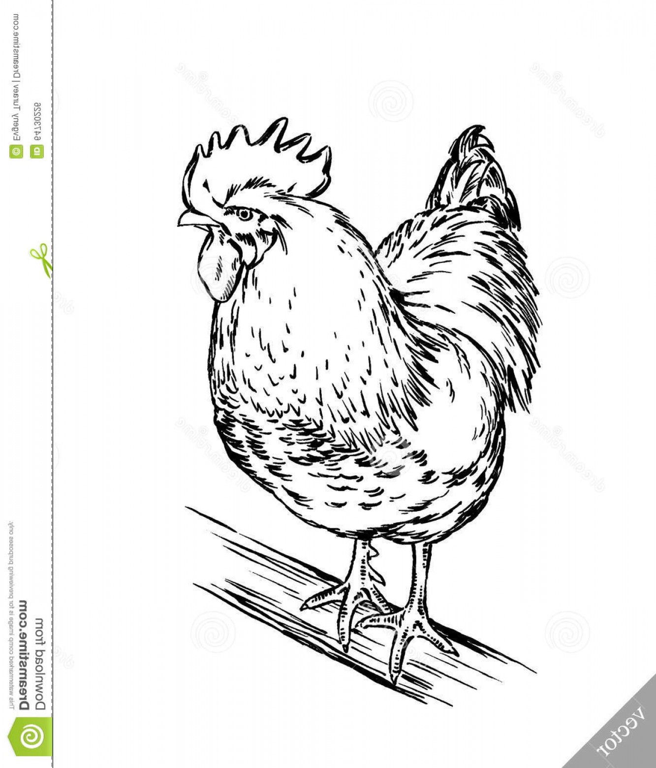 1333x1560 Stock Illustration Black White Engrave Chicken Illustration Ink