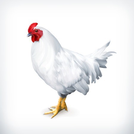 450x450 White Chicken, Vector Illustration Royalty Free Vector Graphics