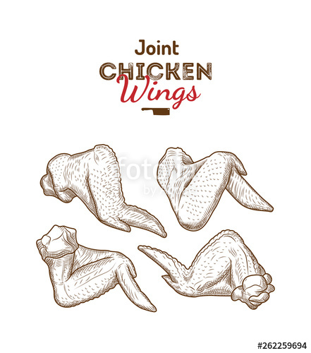 441x500 Whole Chicken Wings Joint Drawing Vector Illustration Set
