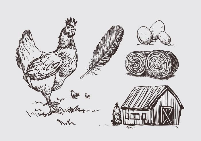 700x490 Chicken Illustration Litograph