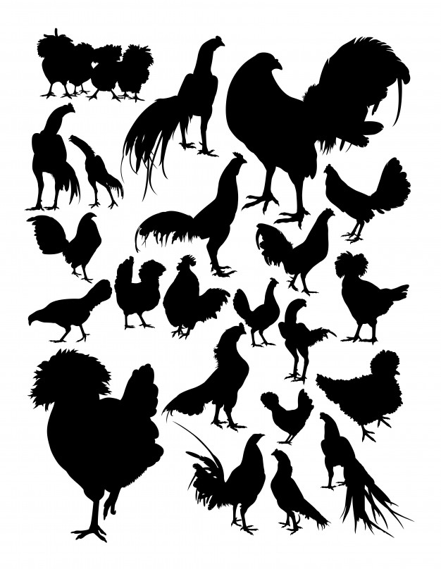 Chicken Silhouette Vector Premium Download 626x808 Chicken Silhouette Vector Premium Download