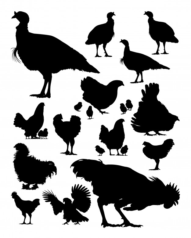 Turkey And Chicken Silhouette Vector Premium Download 626x780 Turkey And Chicken Silhouette Vector Premium Download