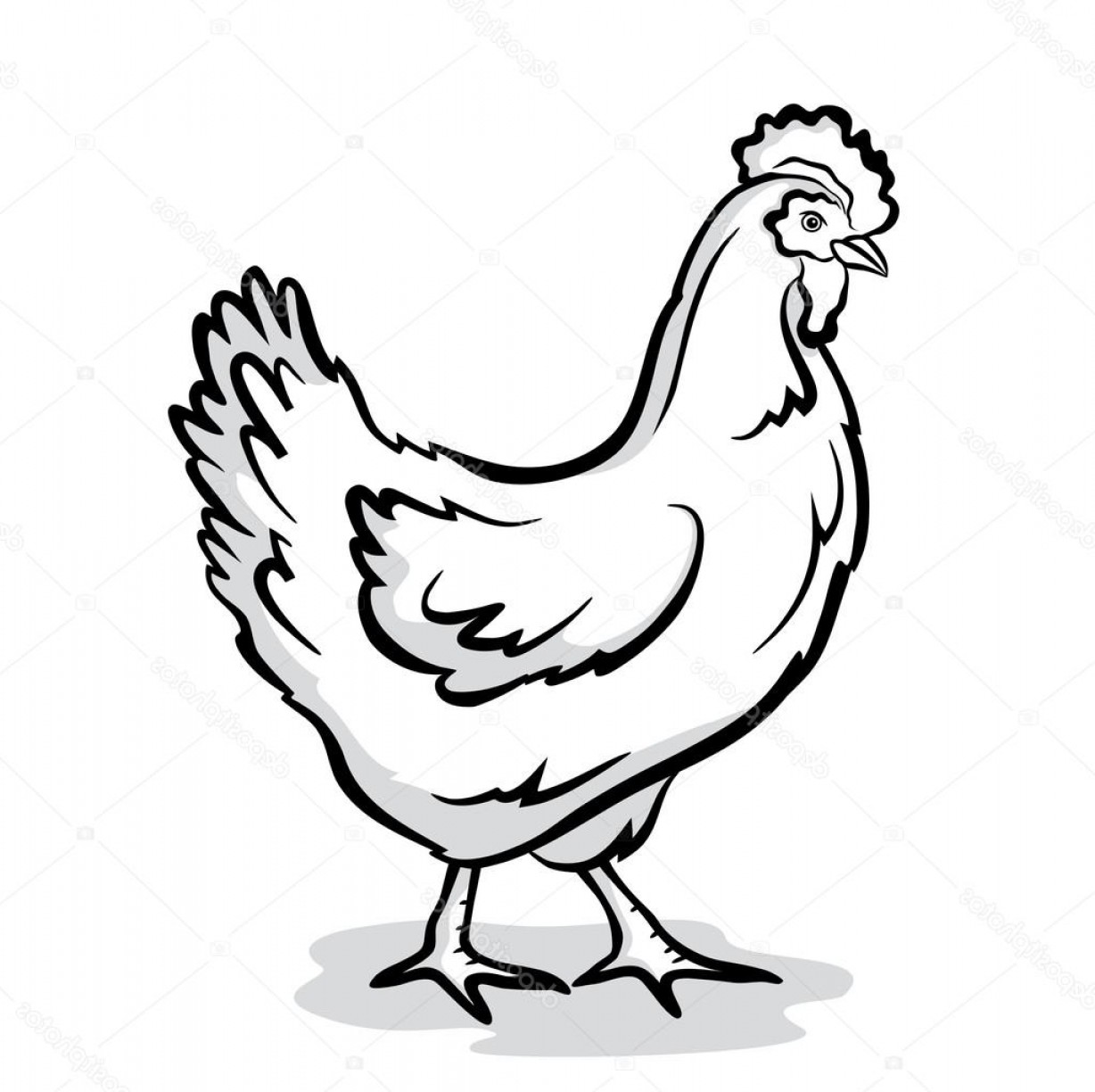 Chicken Vector Illustration Savoyuptown 1228x1224 Chicken Vector Illustration Savoyuptown