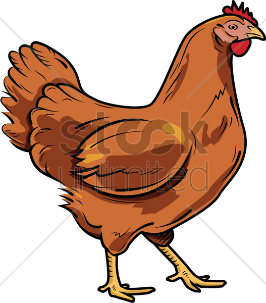 Chicken Vector Image 527x600 Chicken Vector Image
