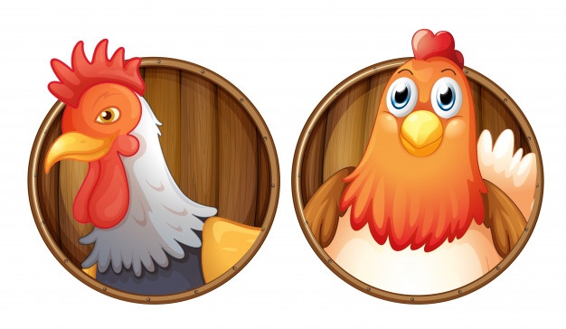 Chicken Vectors, Photos And Free Download 626x364 Chicken Vectors, Photos And Free Download
