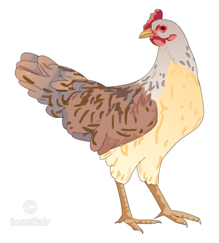 Chicken Hen Vector Flash Graphics In Png Format 721x800 Chicken Hen Vector Flash Graphics In Png Format
