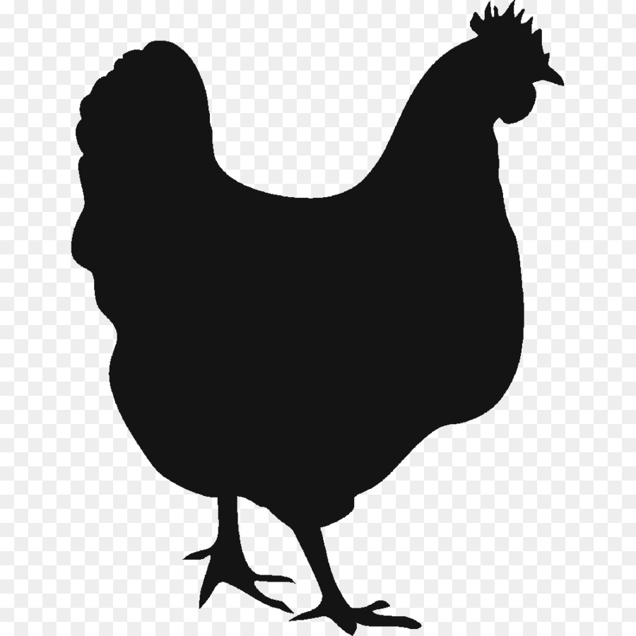 900x900 Chicken Vector Graphics Hen Rooster Clip Art