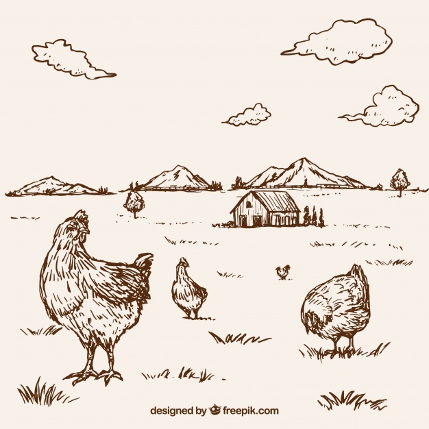 626x626 Chicken Vectors, Photos And Free Download
