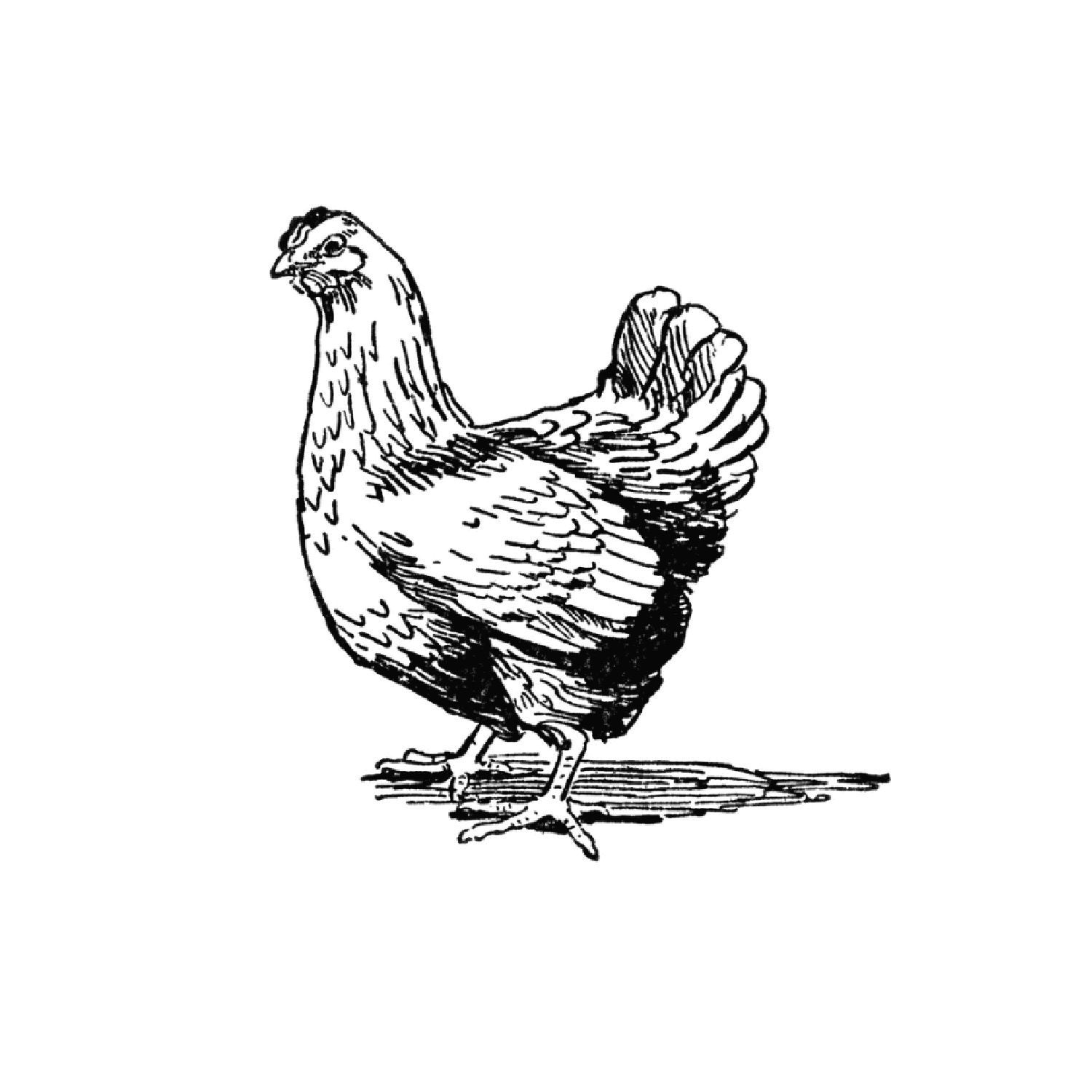 1500x1500 Chicken Vector Graphic Instant Download For Cricut Etsy