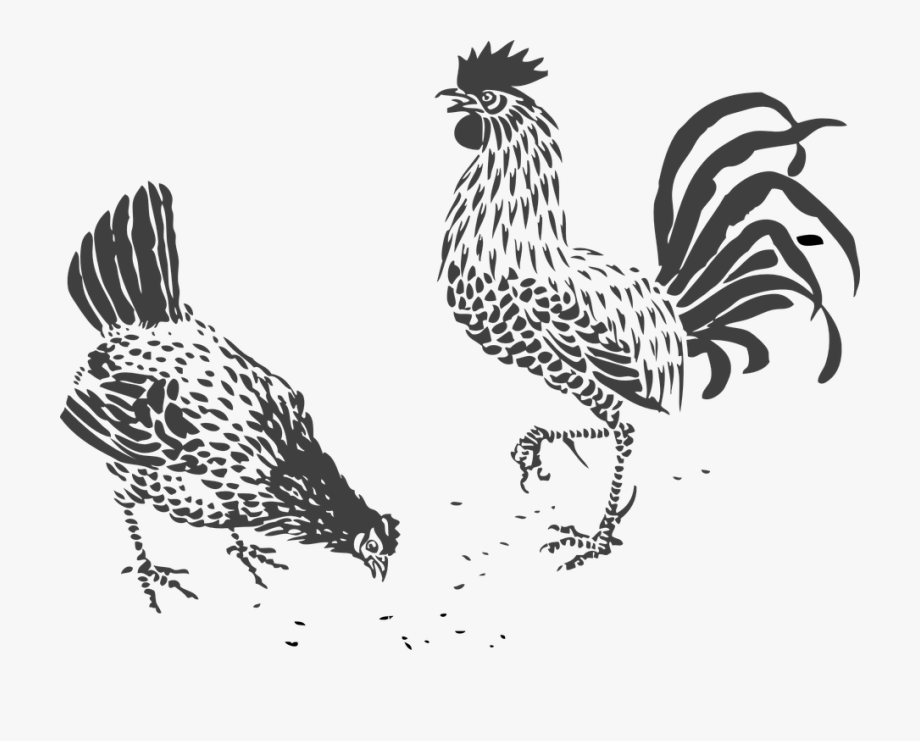 920x741 Chickens Rooster Hen Walk Stride Craw Pick Food