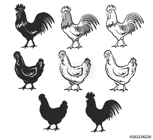 500x460 Chickens Set Vector Illustration In Black And White, Contour
