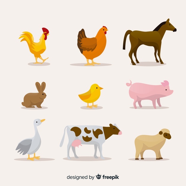 626x626 Hen Vectors, Photos And Free Download