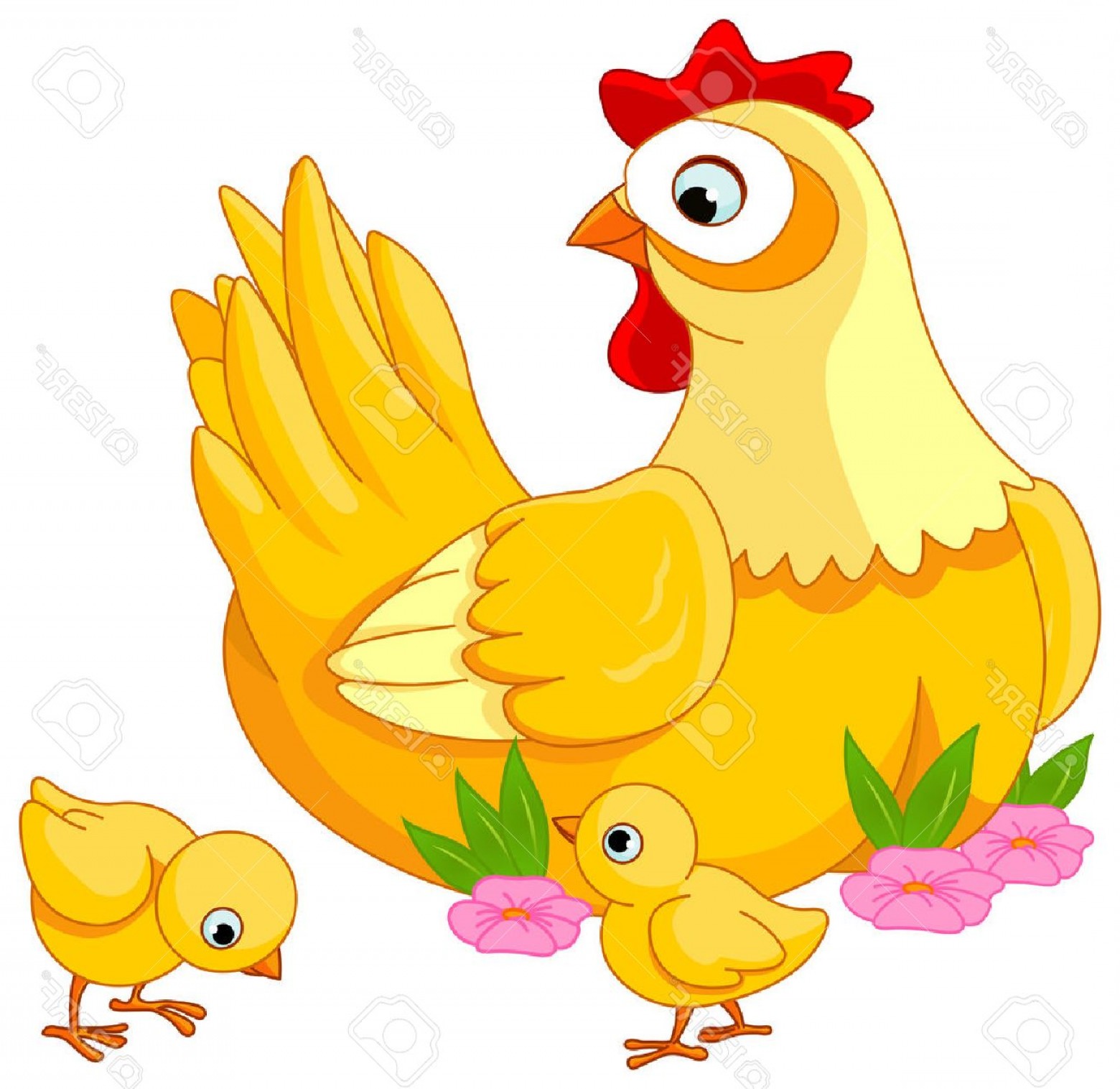 1560x1516 Photostock Vector Illustration Mother Hen With Its Baby Chicks