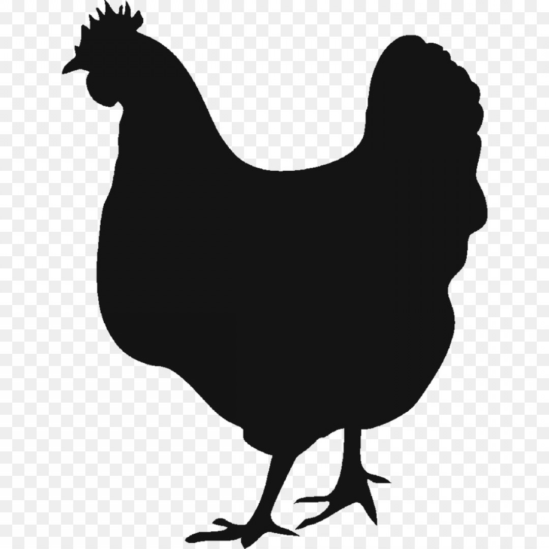 Chicken Vector Art at Vectorified.com | Collection of Chicken Vector ...