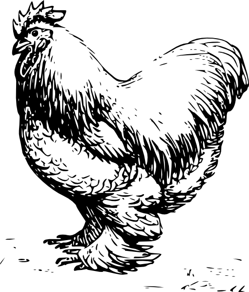 510x597 Clip Art Of Chickens Chicken Clip Art Chicken Images Chicken