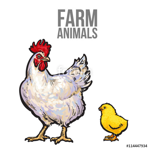500x500 White With Yellow Chicken, Vector Sketch Hand Drawn Illustration