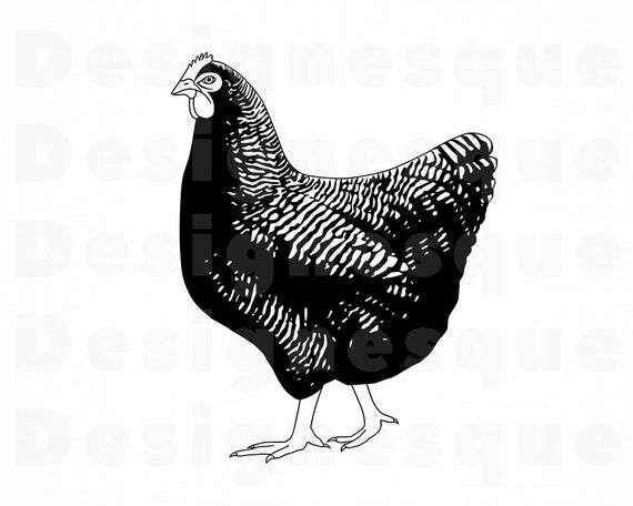 Chicken Chicken Clipart Chicken For Cricut Etsy 570x456 Chicken Chicken Clipart Chicken For Cricut Etsy