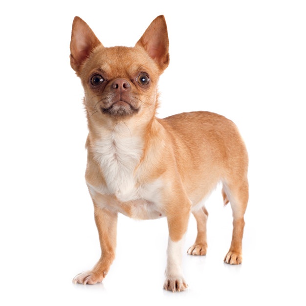 626x626 Chihuahua Vectors, Photos And Free Download