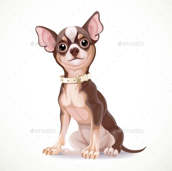590x589 Cute Little Chihuahua Dog Wearing A Collar Vector Illustration