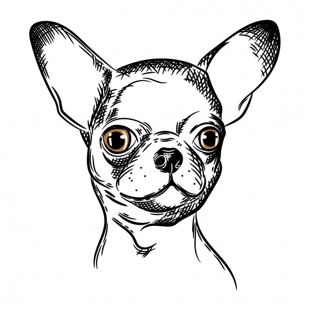 626x626 Vector Image Of A Chihuahua Dog Vector Premium Download