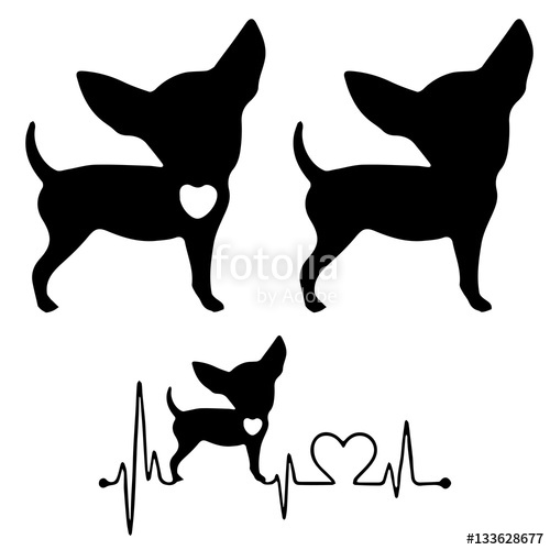 500x500 Chihuahua Stock Image And Royalty Free Vector On Fotolia
