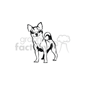 300x300 Small Chihuahua Vector Clipart Royalty Free Gif, Wmf Clipart