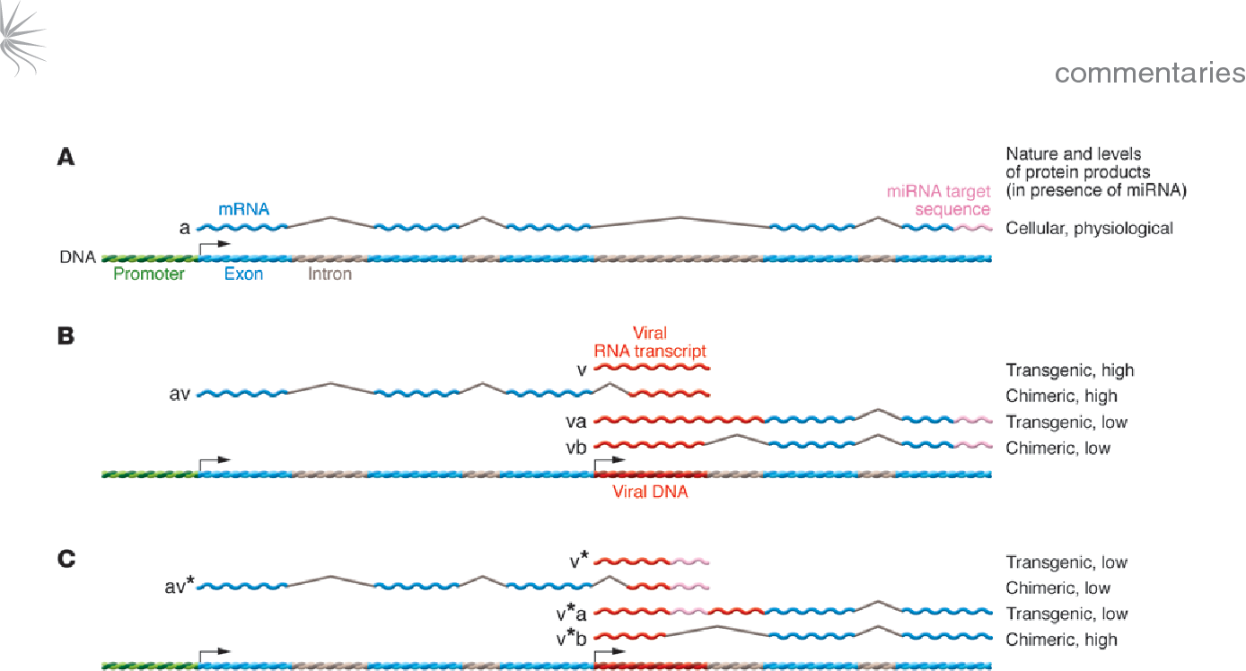 Figure From Gene Therapy Too Much Splice Can Spoil The Dish 1388x748 Figure From Gene Therapy Too Much Splice Can Spoil The Dish